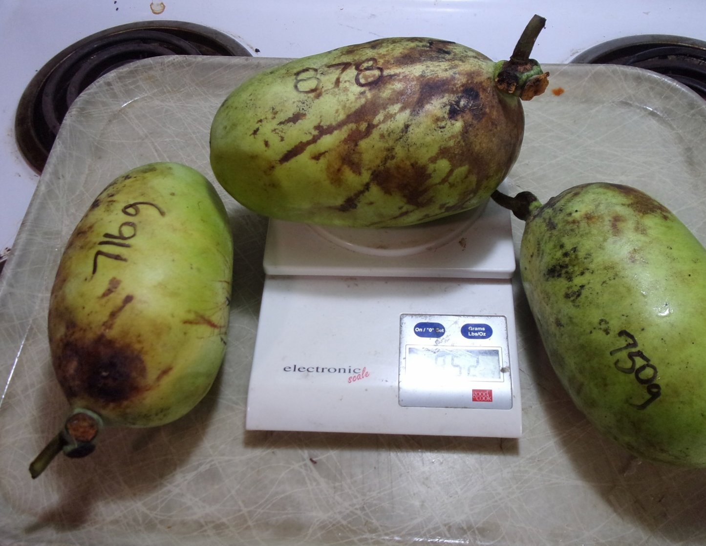 KY Legend Titan Pawpaw Tree | NATURALLY GROWN