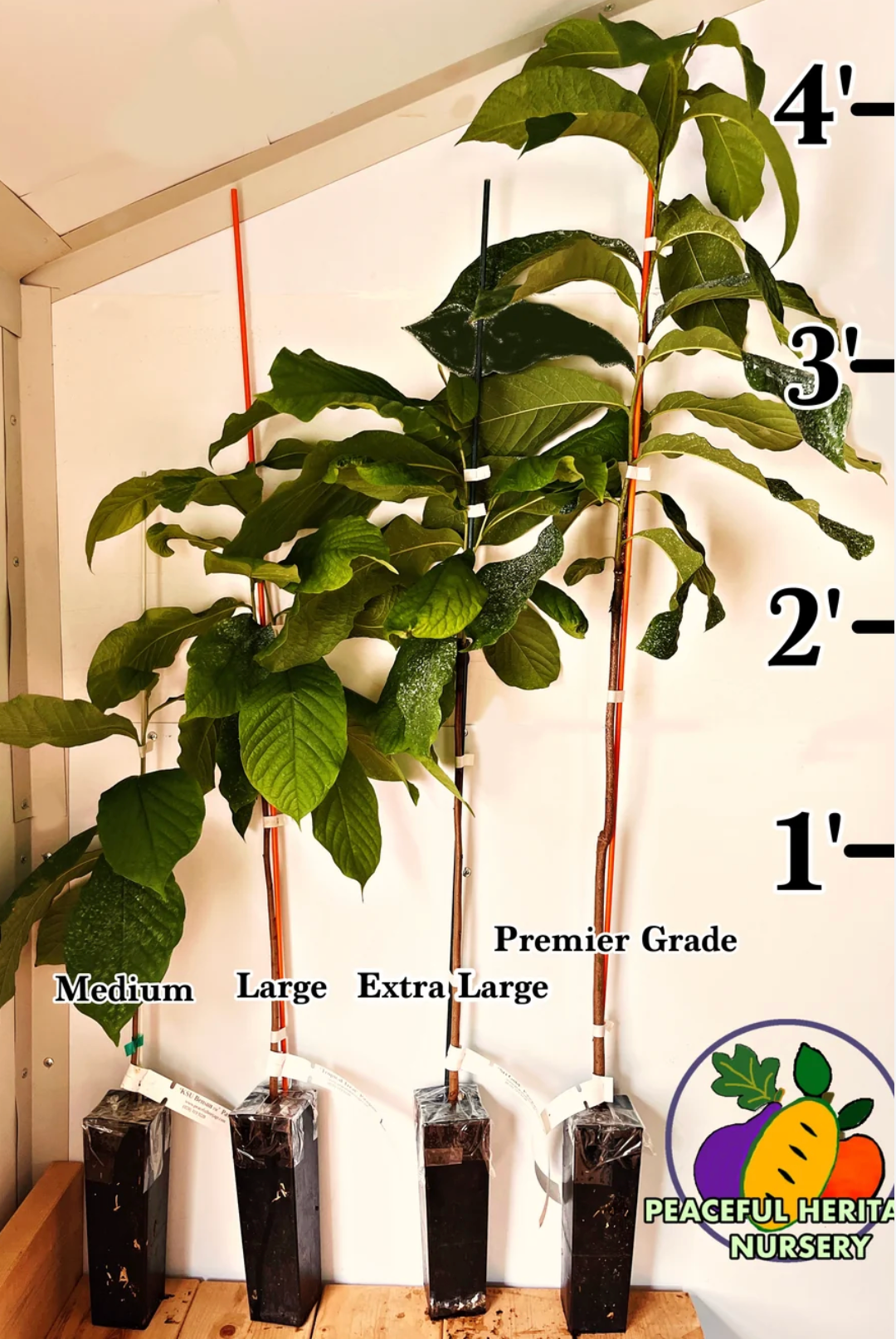 PHN Seraphim Pawpaw Tree (R8)