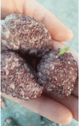 Vajra Mulberry Tree - Naturally Grown