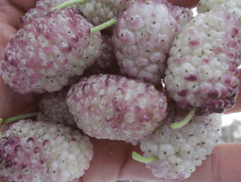 Vajra Mulberry Tree - Naturally Grown