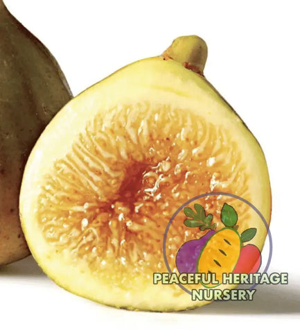 Alma Fig Tree - Naturally Grown
