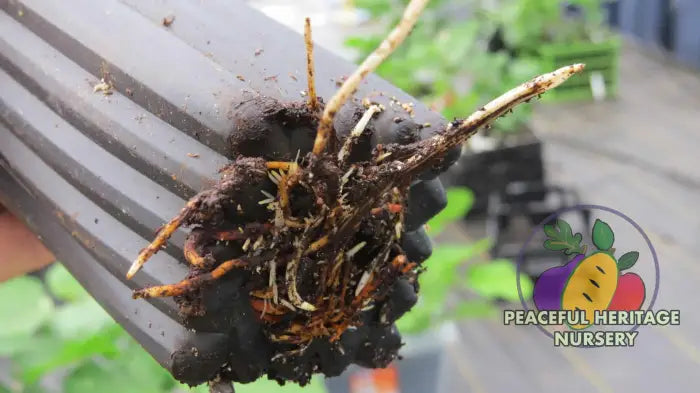 Alma Fig Tree - Naturally Grown Naturally Grown Fig Trees For Sale