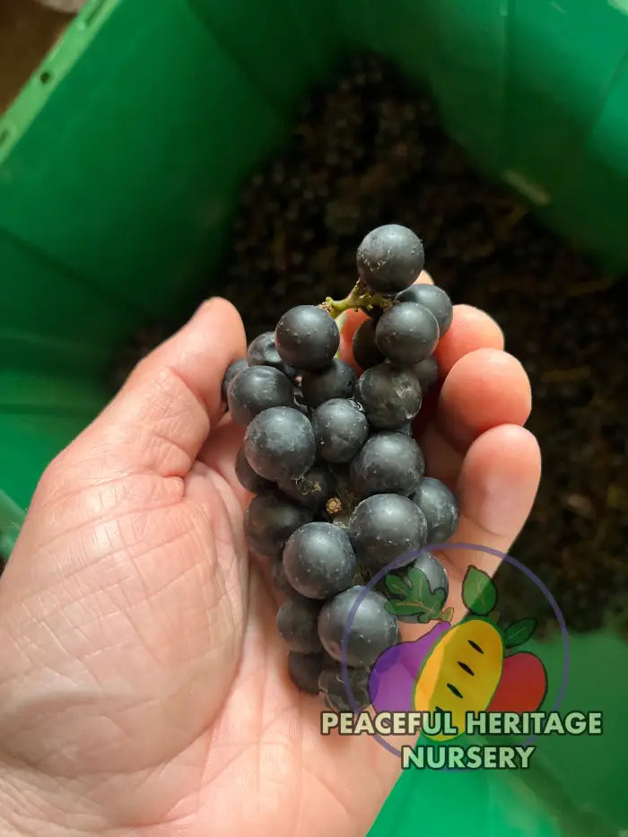 America Grape | Naturally Grown - Grape Vines For Sale