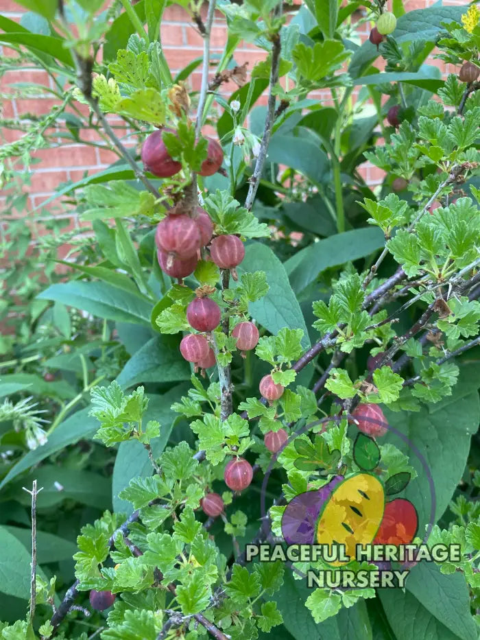 Amish Red Gooseberry - NATURALLY GROWN Gooseberry Plants For Sale