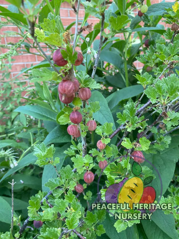 Amish Red Gooseberry - NATURALLY GROWN