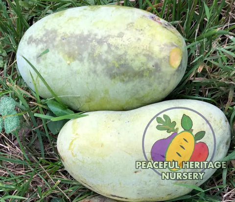 Avatar Pawpaw Tree - NATURALLY GROWN