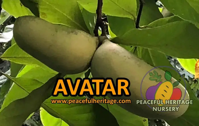 Avatar Pawpaw Tree - NATURALLY GROWN Native