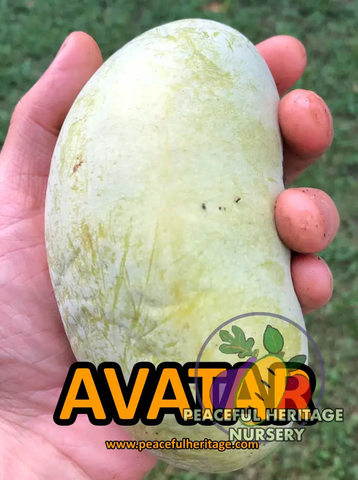 Avatar Pawpaw Tree - NATURALLY GROWN Native