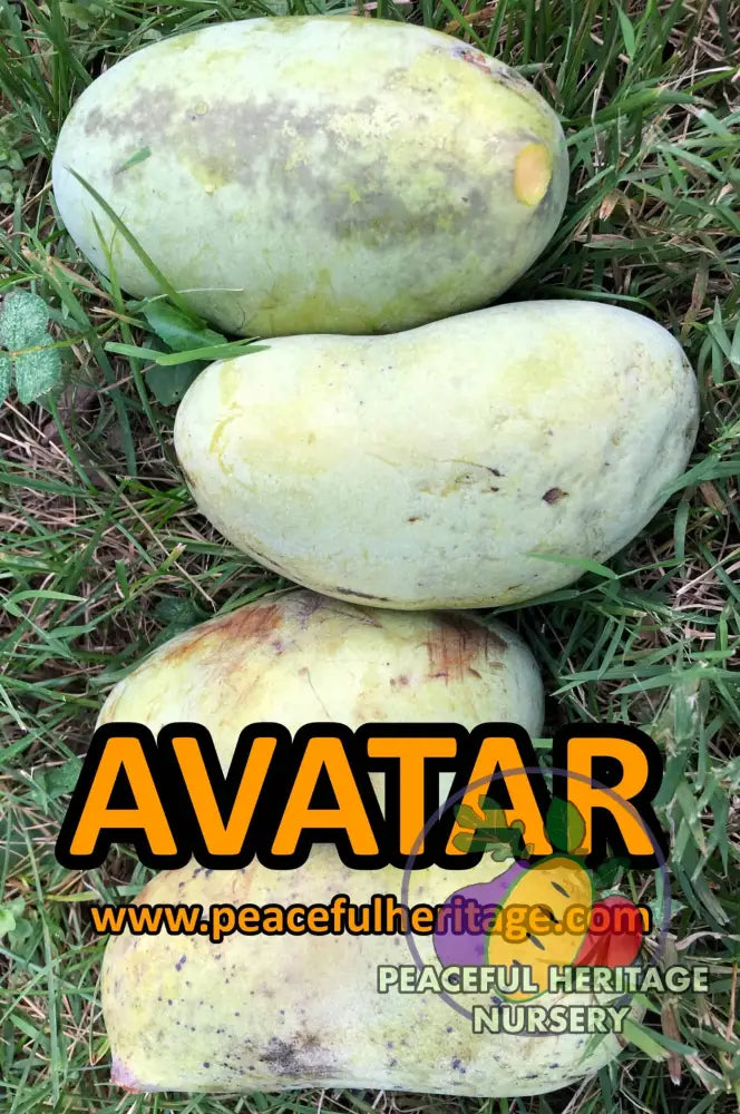Avatar Pawpaw Tree - NATURALLY GROWN Native