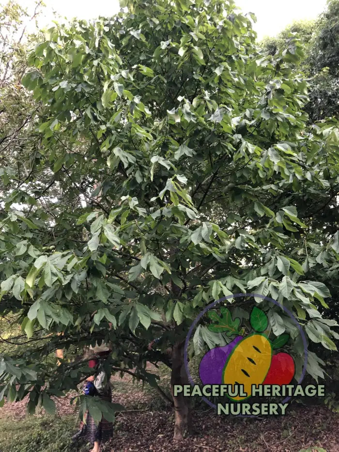 Avatar Pawpaw Tree - NATURALLY GROWN Native