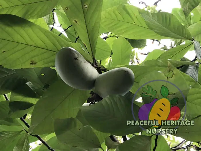 Avatar Pawpaw Tree - NATURALLY GROWN Native
