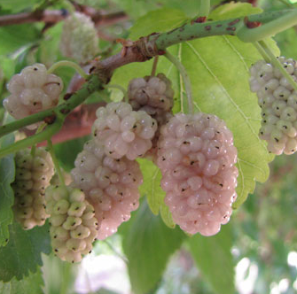 Beautiful Day White Mulberry - NATURALLY GROWN