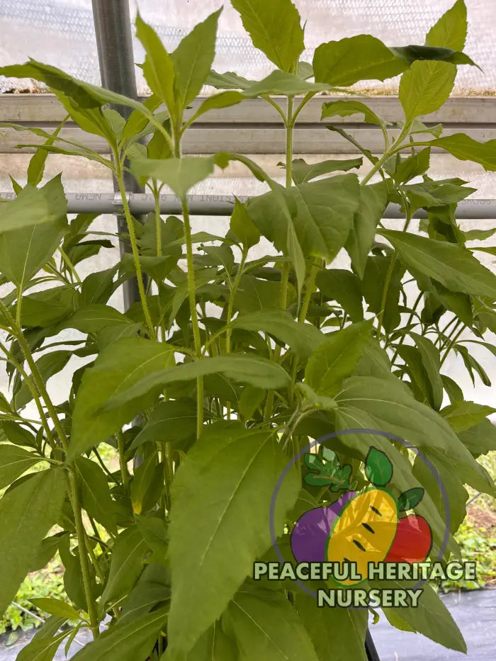 ’Beaver Valley’ Jersusalem Artichoke Plants ’Sunchokes’ | Naturally Grown - Native