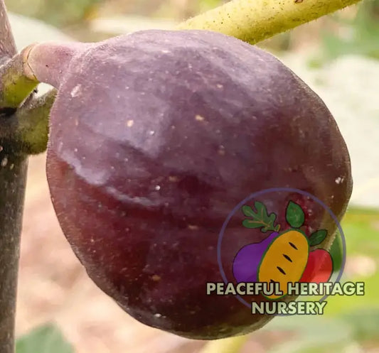 Black Bethlehem Fig - Naturally Grown MEDIUM 1-2’ Naturally Grown Fig Trees For Sale