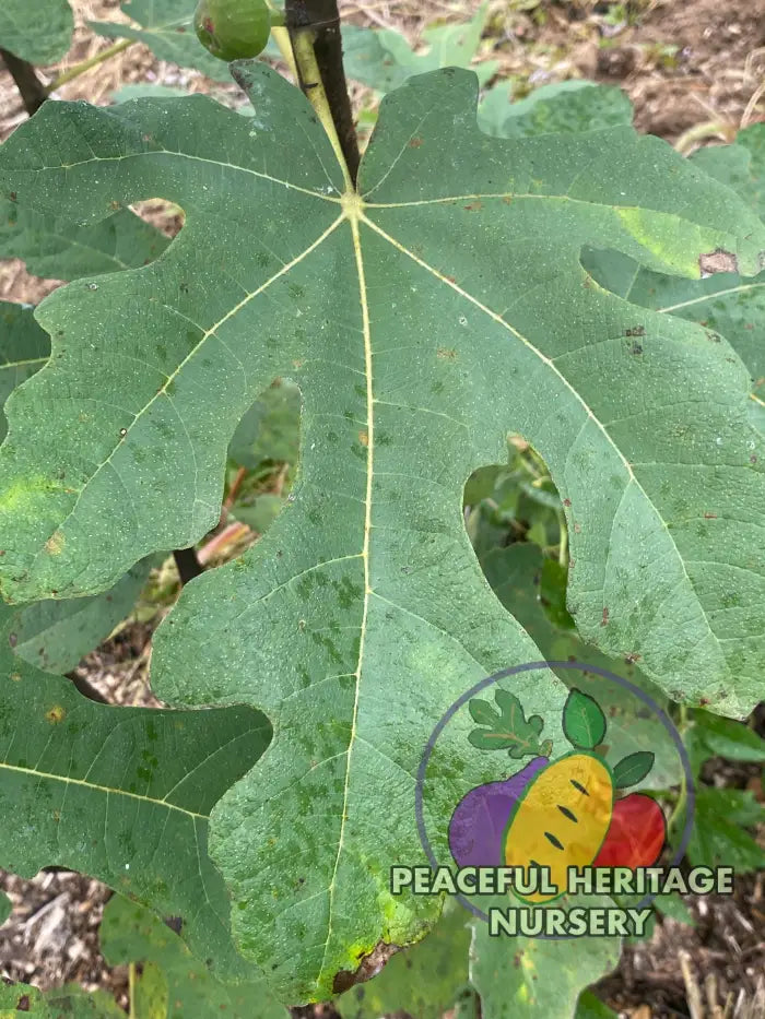 Black Bethlehem Fig - Naturally Grown Naturally Grown Fig Trees For Sale