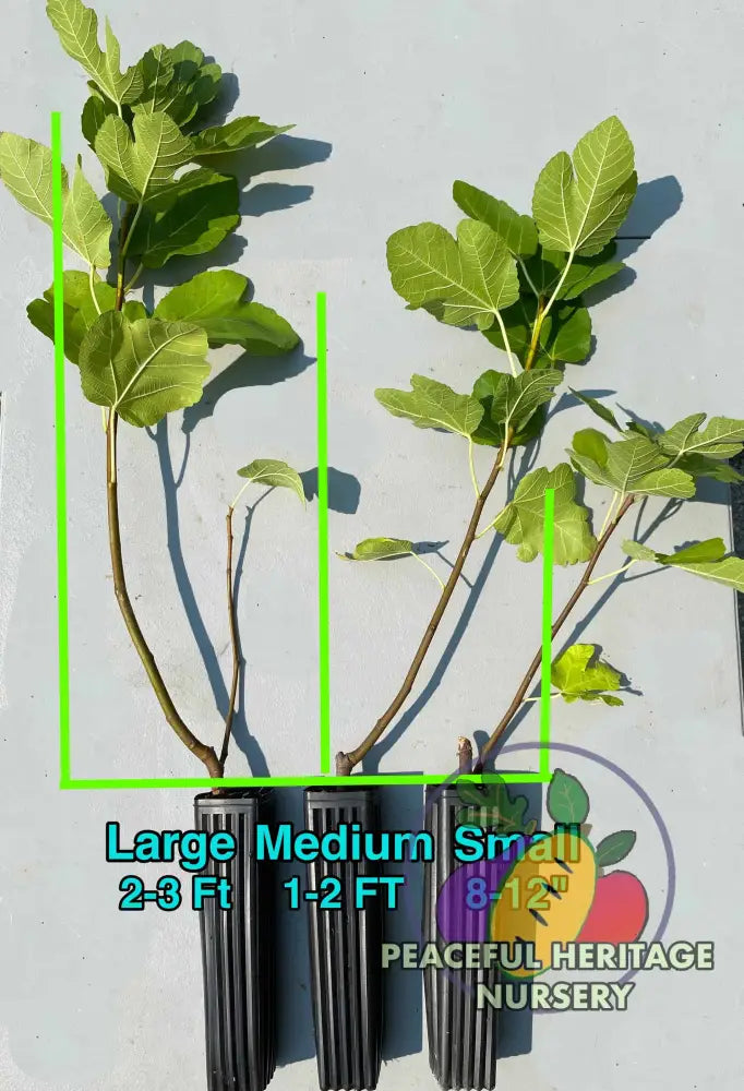 Black Bethlehem Fig - Naturally Grown Naturally Grown Fig Trees For Sale