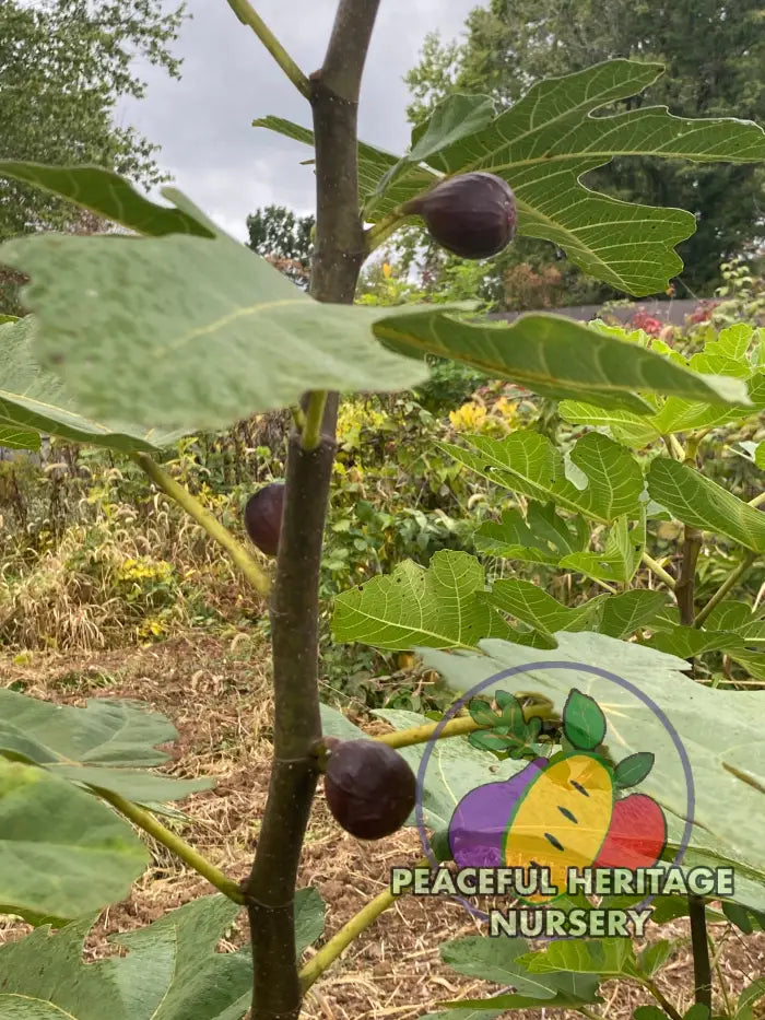 Black Bethlehem Fig - Naturally Grown Naturally Grown Fig Trees For Sale
