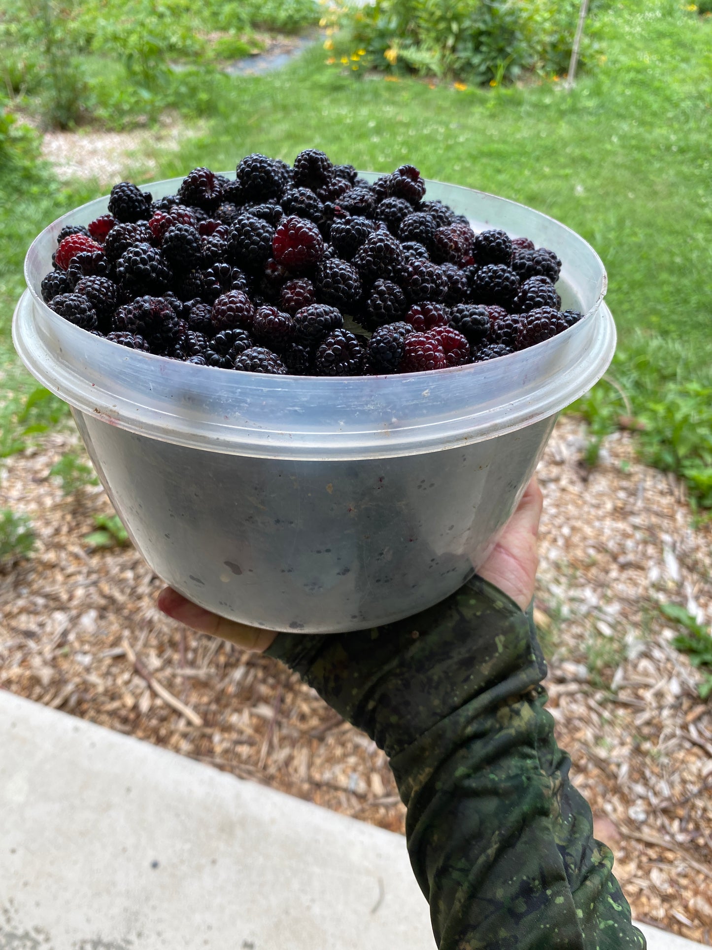 Niwot Everbearing Black Raspberry - Bundles