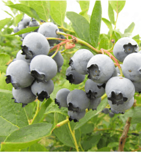 Bluejay Blueberry
