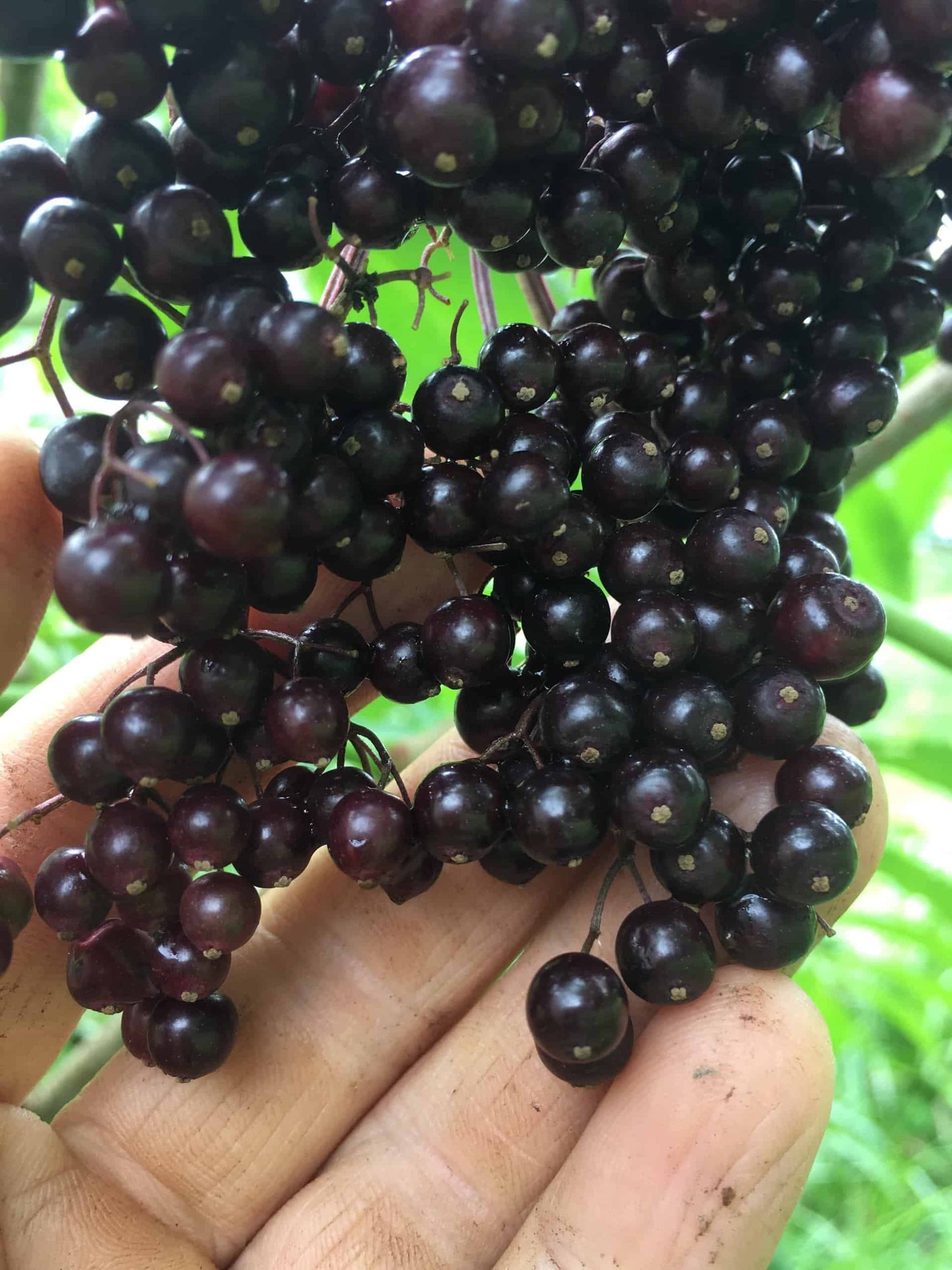 Bob Gordon Elderberry