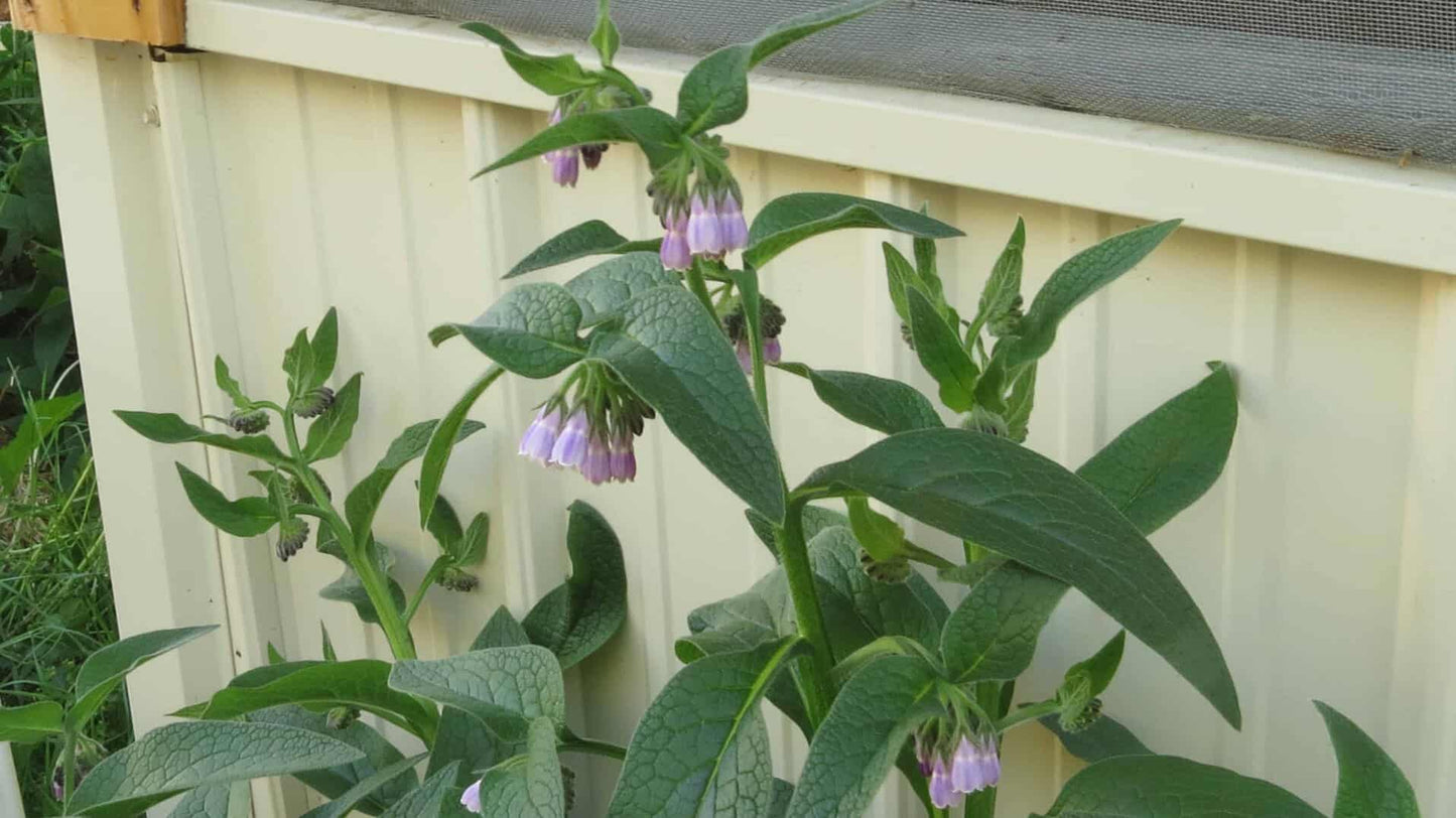 Comfrey (Symphytum x Uplandicum) Bocking 14 - NATURALLY GROWN