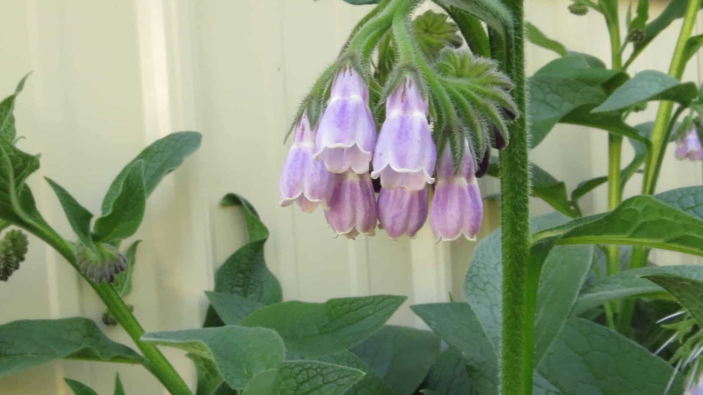 Comfrey (Symphytum x Uplandicum) Bocking 14 - NATURALLY GROWN