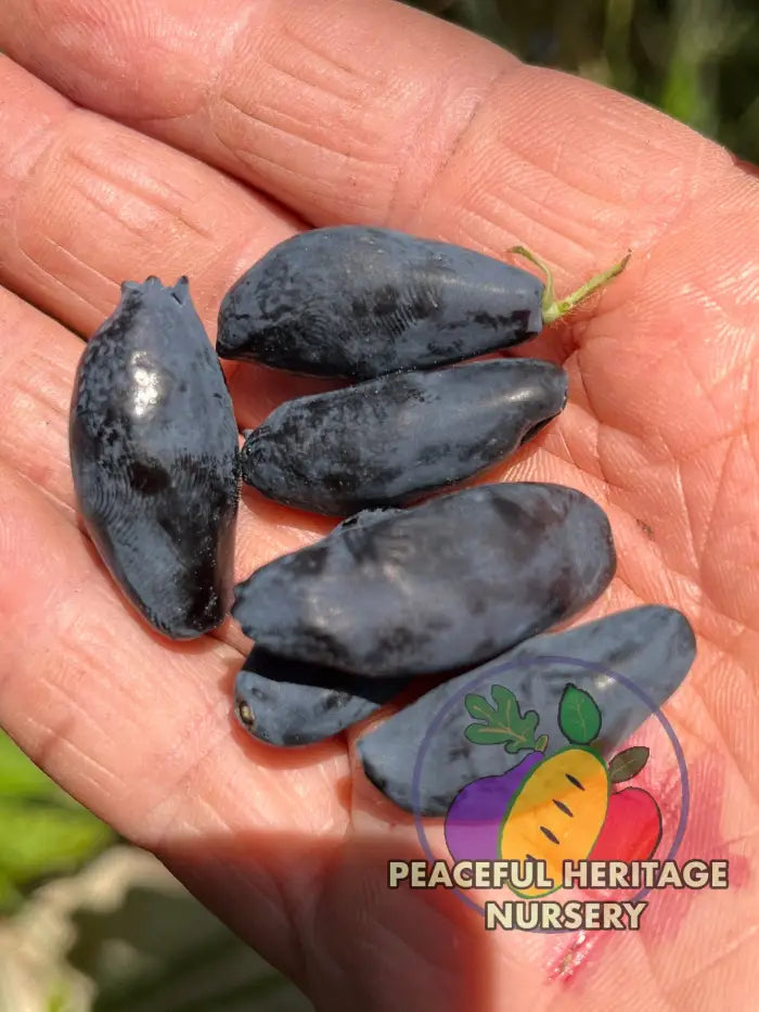 Boreal Blizzard Honeyberry | Peaceful Heritage Nursery - Honeyberry