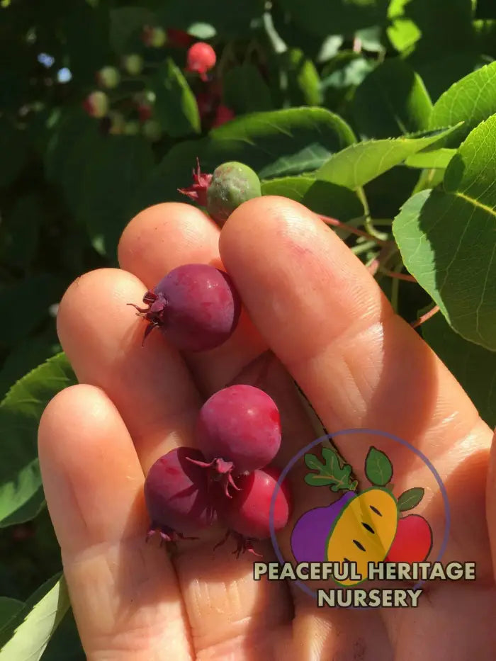 Braveheart Juneberry - Naturally Grown Native