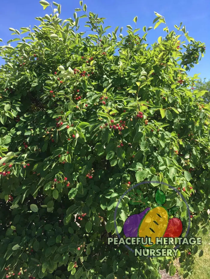Braveheart Juneberry - Naturally Grown Native
