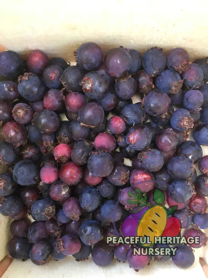 Braveheart Juneberry - Naturally Grown Native