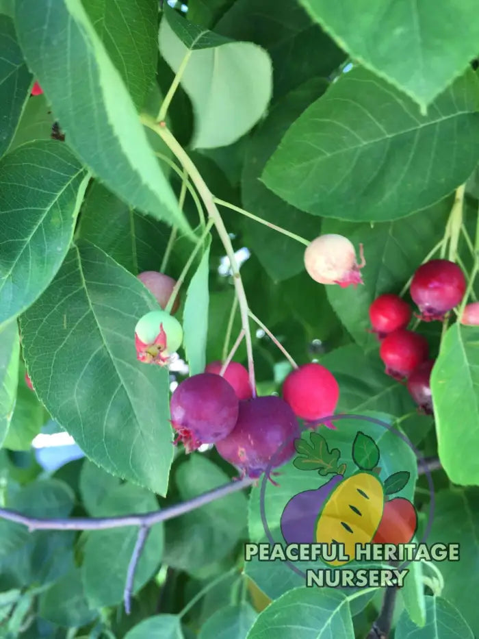 Braveheart Juneberry - Naturally Grown Native
