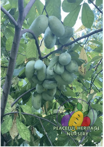 Canopus Pawpaw Tree - Naturally Grown