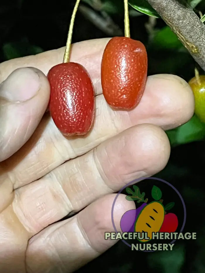 Carmine Goumi Berry Naturally Grown MEDIUM 1-2’ ORGANIC