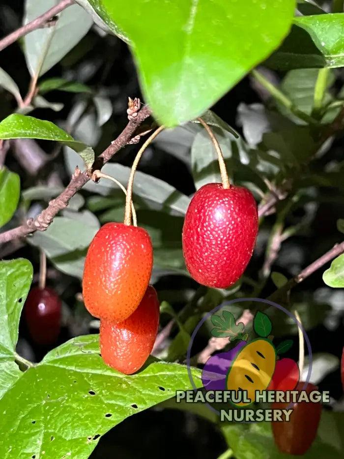 Carmine Goumi Berry Naturally Grown MEDIUM 1-2’ ORGANIC