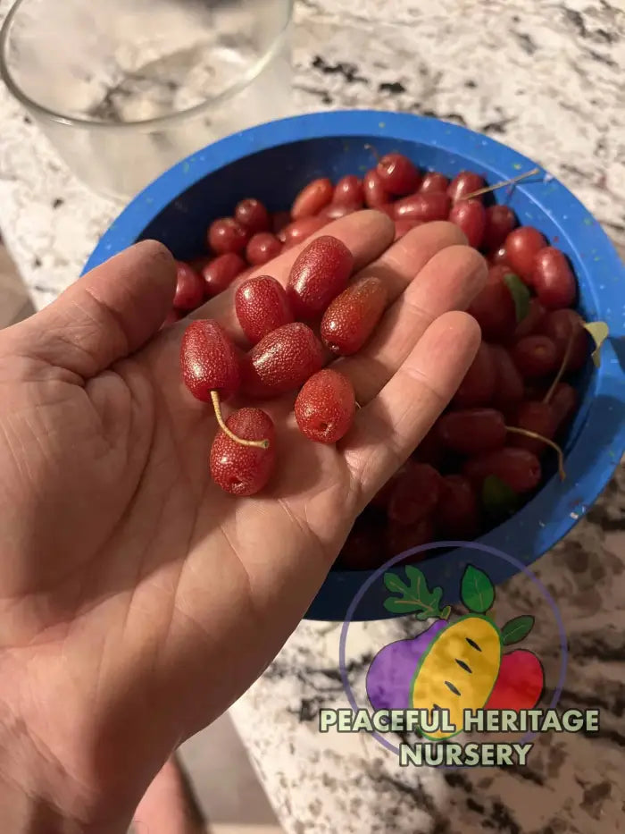Carmine Goumi Berry Naturally Grown MEDIUM 1-2’ ORGANIC