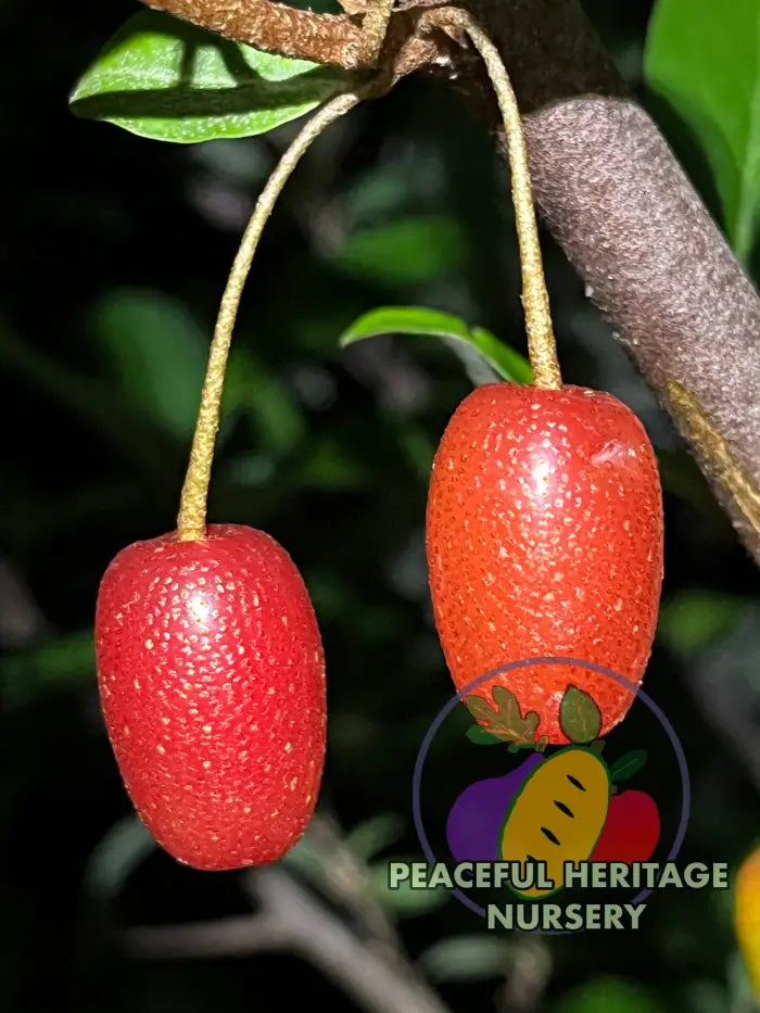 Carmine Goumi Berry Naturally Grown MEDIUM 1-2’ ORGANIC