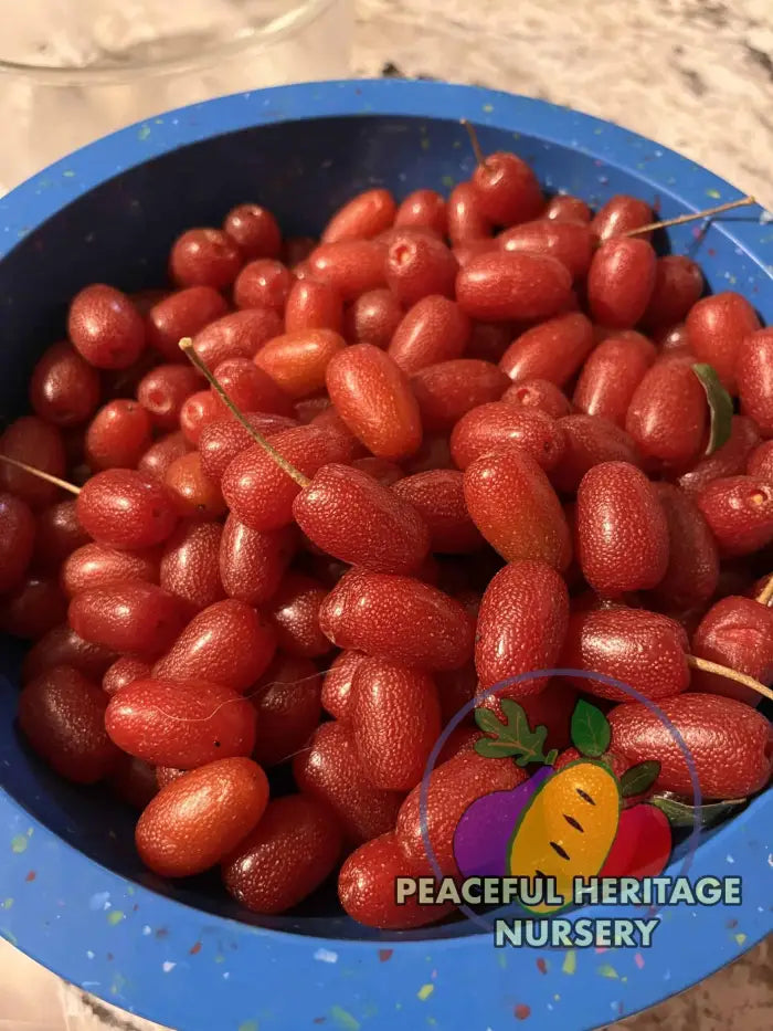 Carmine Goumi Berry Naturally Grown MEDIUM 1-2’ ORGANIC