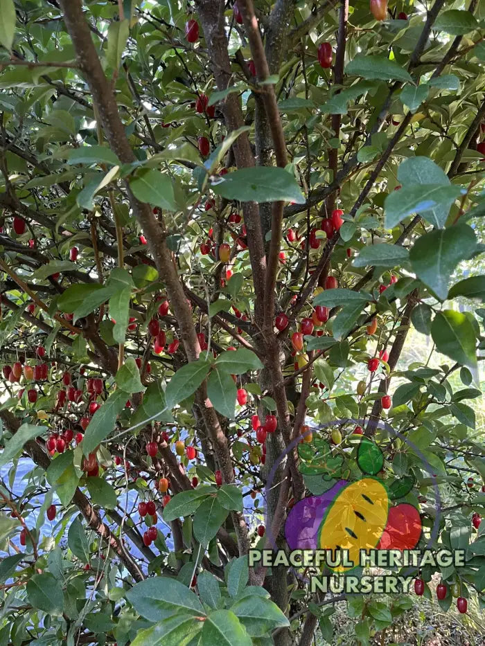 Carmine Goumi Berry Naturally Grown MEDIUM 1-2’ ORGANIC
