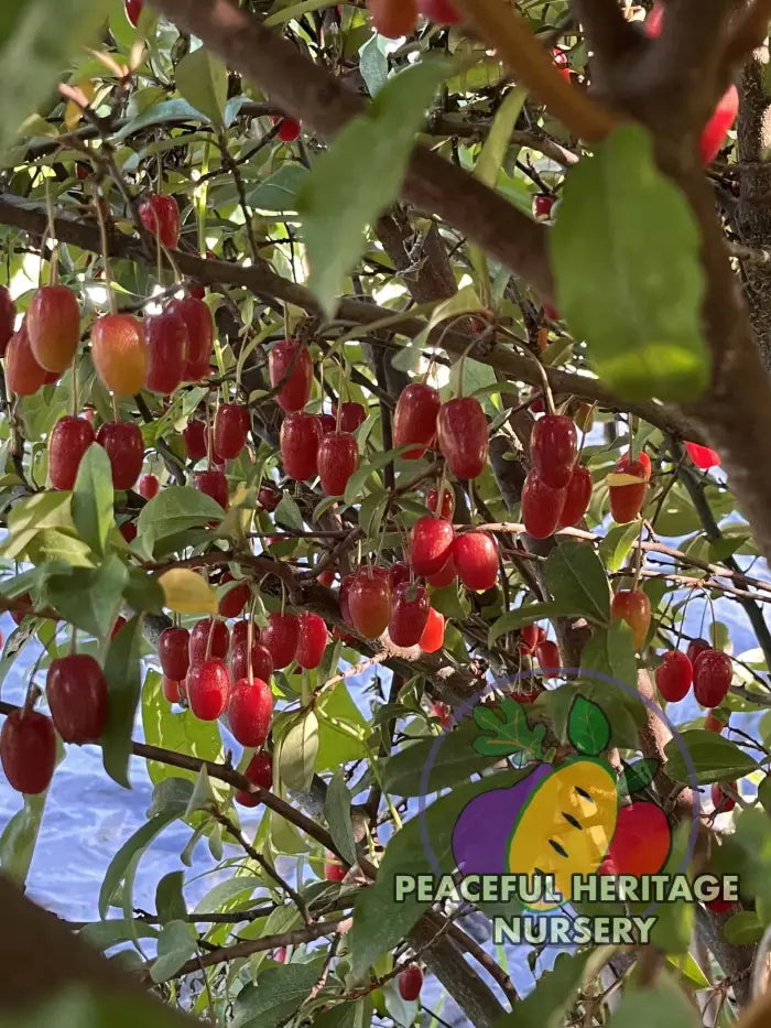 Carmine Goumi Berry Naturally Grown MEDIUM 1-2’ ORGANIC
