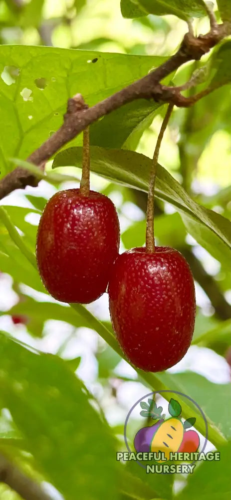 Carmine Goumi Berry Naturally Grown MEDIUM 1-2’ ORGANIC