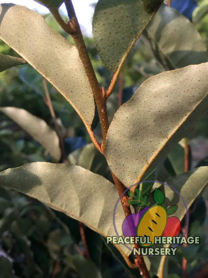 Carmine Goumi Berry Naturally Grown MEDIUM 1-2’ ORGANIC