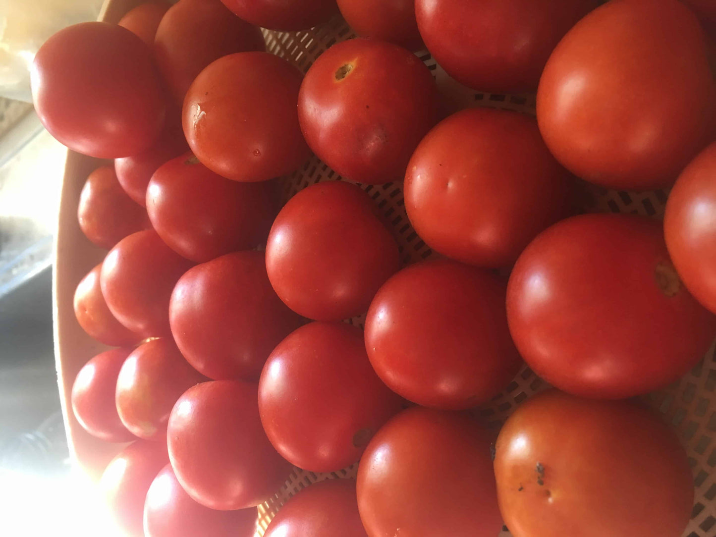 Chadwick Cherry Tomato Seed - NATURALLY GROWN
