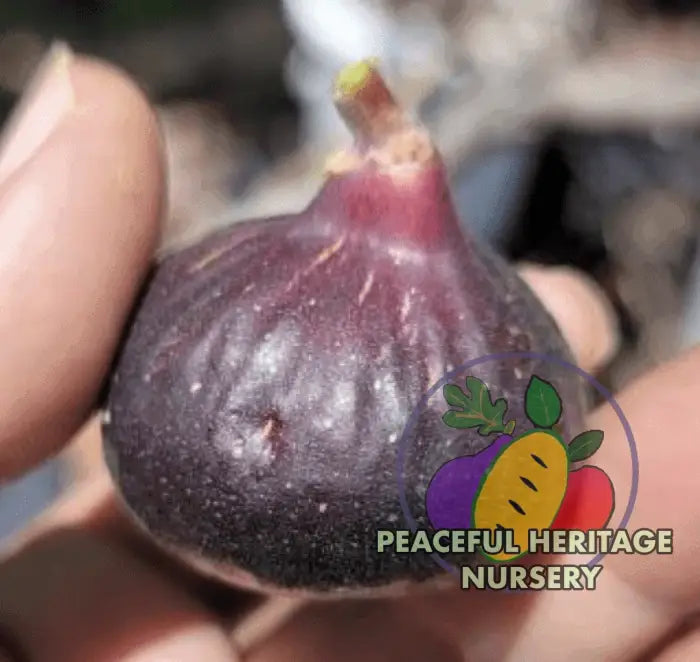 Cherry Cordial Fig - NEW!!! Naturally Grown MEDIUM 1-2’ ORGANIC