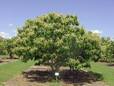American-Asian Hybrid Chestnut Tree