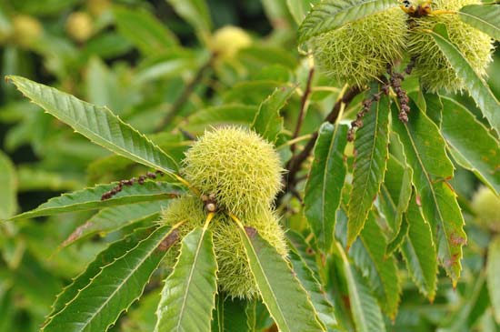 American-Asian Hybrid Chestnut Tree