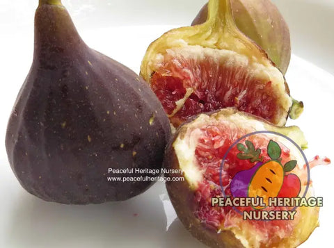 Chicago Hardy Fig - Naturally Grown