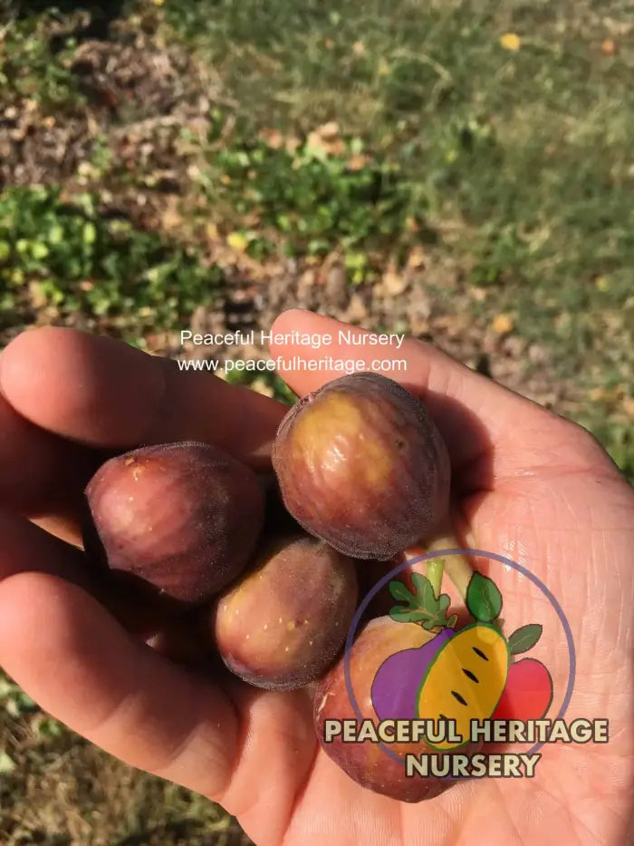 Chicago Hardy Fig - Naturally Grown ORGANIC