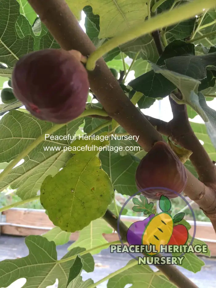 Chicago Hardy Fig - Naturally Grown ORGANIC