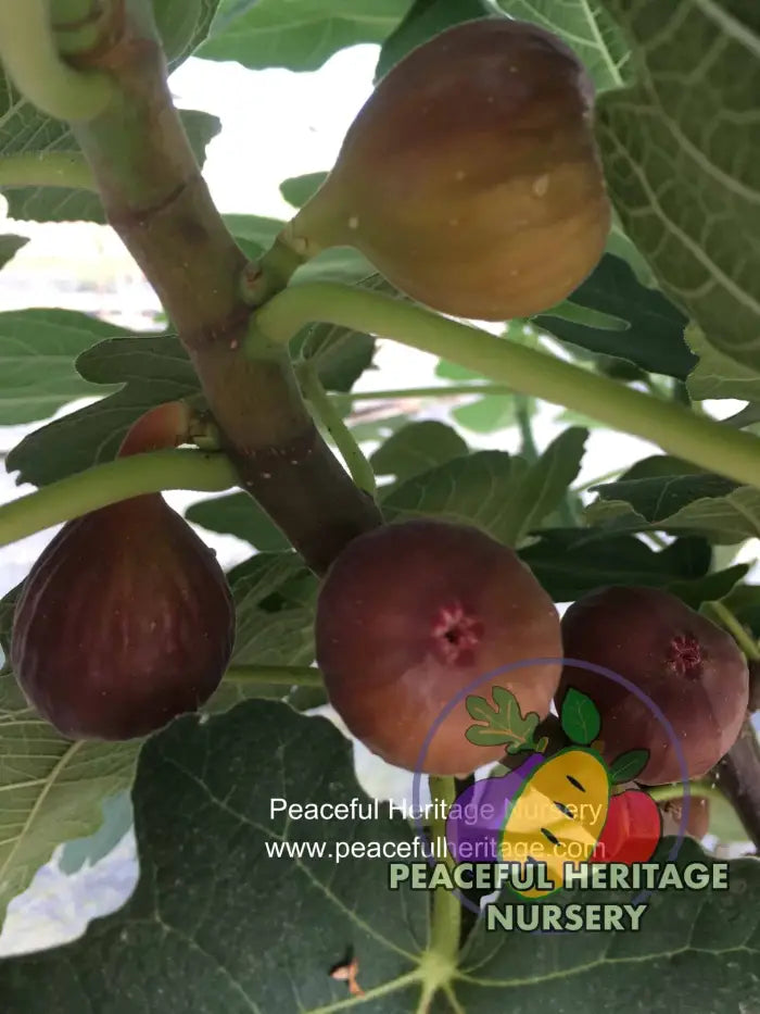 Chicago Hardy Fig - Naturally Grown ORGANIC