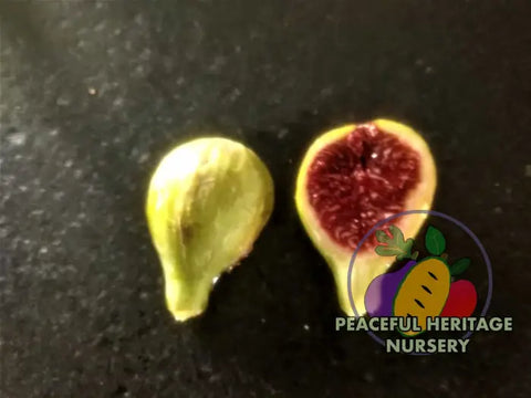 Cole De Dame Blanc Fig Tree (CDD Blanc)- Naturally Grown